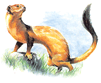 Protecting property from weasels.